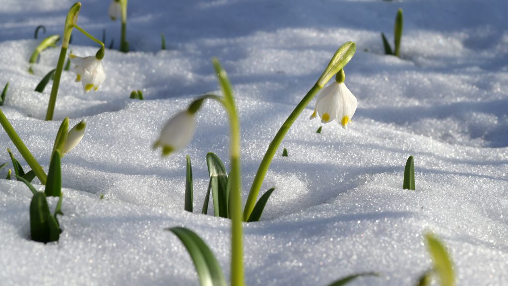 Snowdrops